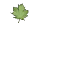 maple leaf