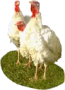 turkey photo