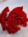 frozen red rose