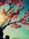 cherry blossom