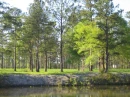 Alabama lake trees
