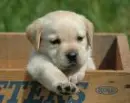 a cute dog 