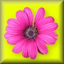 pretty flower