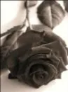 black rose