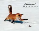 Run Mouse Run. . too late
