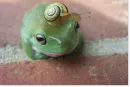 frog