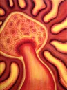 Shroom