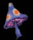 Shroom
