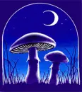 Night Shrooms