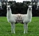 jointed lama's