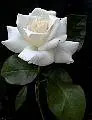 White rose