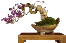 bonsai...