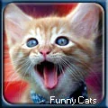 funny cat