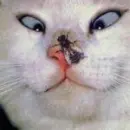 funny cats