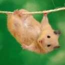 hamster hanging from rope lolxxx