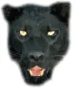 black panther avatar