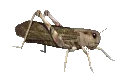 grasshopper
