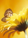 yellow butterfly