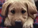 abuse