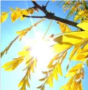 yellow leaves