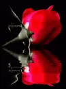 bright red rose