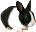 black and white bunny