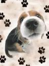 sniffing pup