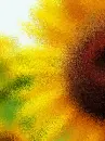 sunflower smudge
