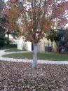 trees 