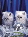 disco cats