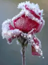 icy pink rose