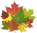 autumn leaves