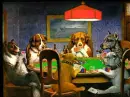 gogs playing poker