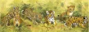 WILD KINDOM