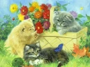 CATS