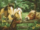 HORSES
