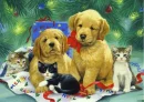 PUPS