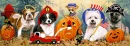 DOGS