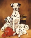 FIRE DOGS