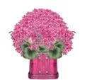 Flowerbox