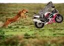 zebra