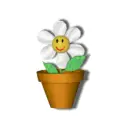 happy daisy