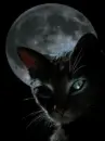 moon cat