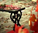 autumn leaves
