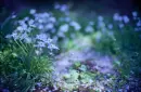 blue floweres