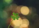 clover