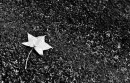 white leaf