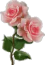 pink roses