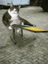 seesaw cats