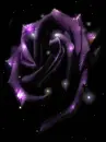 purple night rose